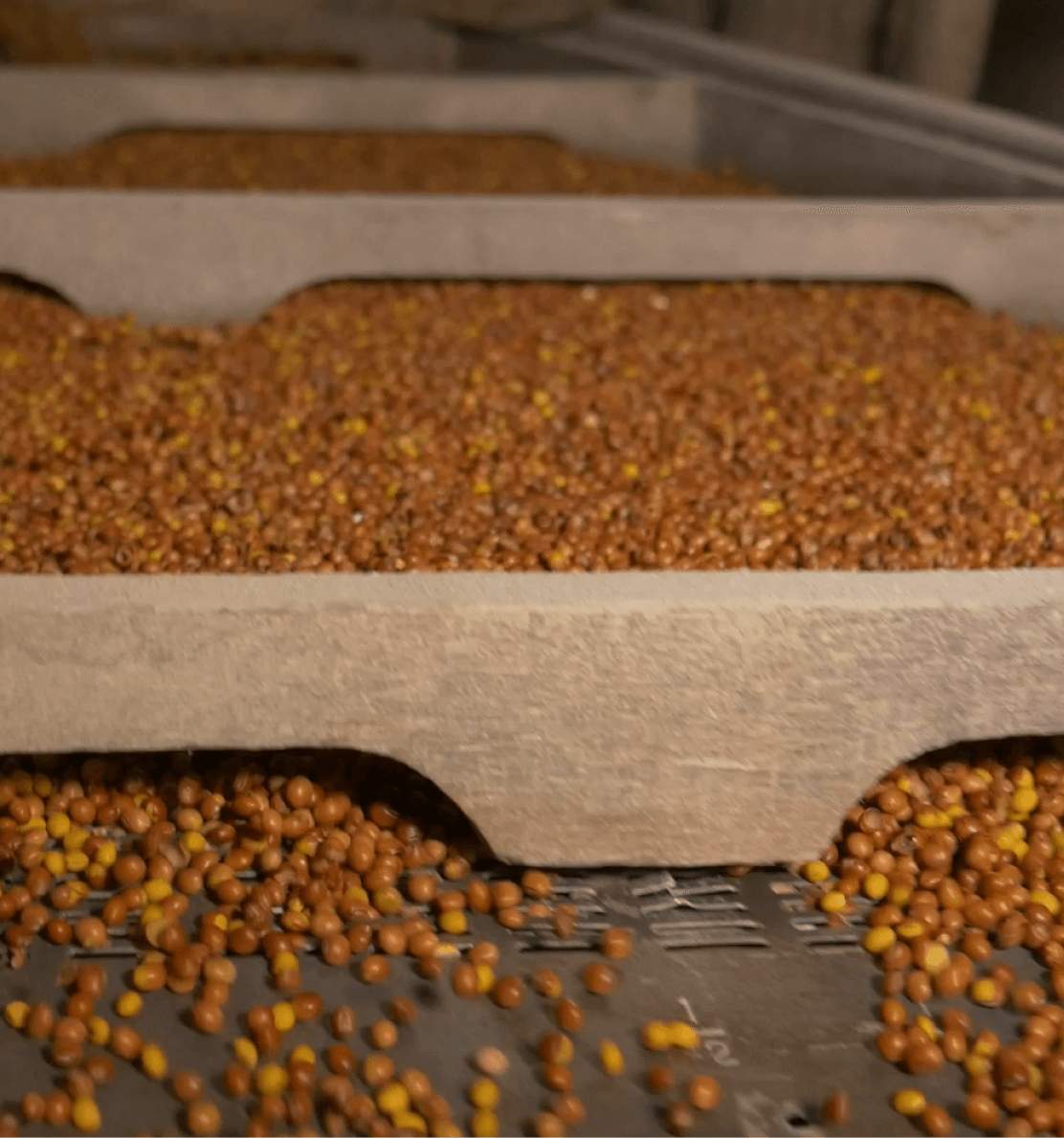 Safe Harvest