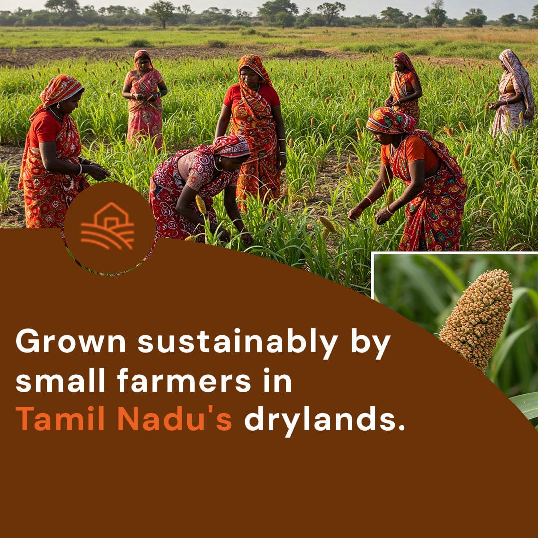 Safe Harvest barnyard millet grown sustainably by small farmers in Tamil Nadu drylands without synthetic pesticides.