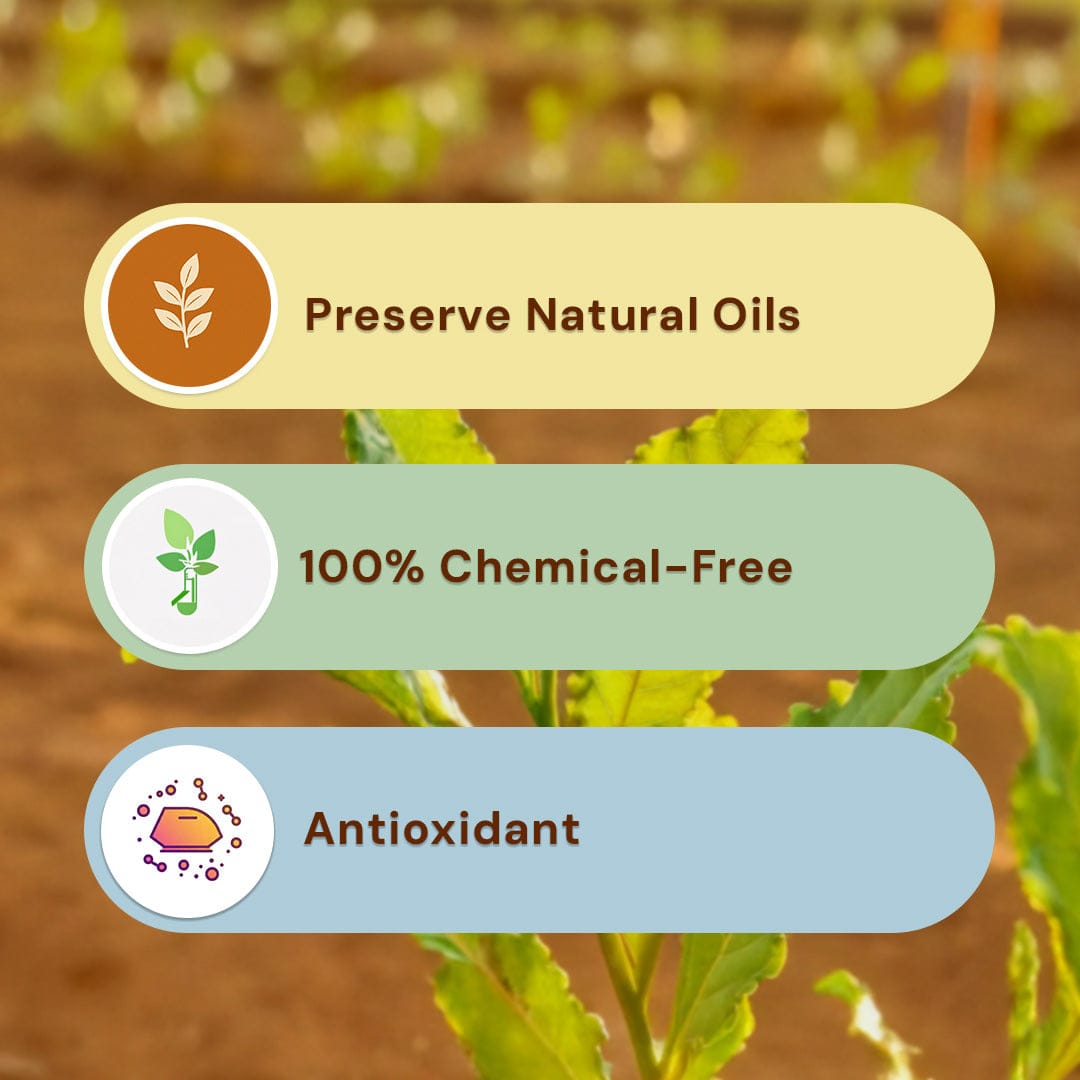 Safe Harvest Bay Leaf Tej Patta benefits, preserves natural oils, 100% chemical-free, antioxidant.