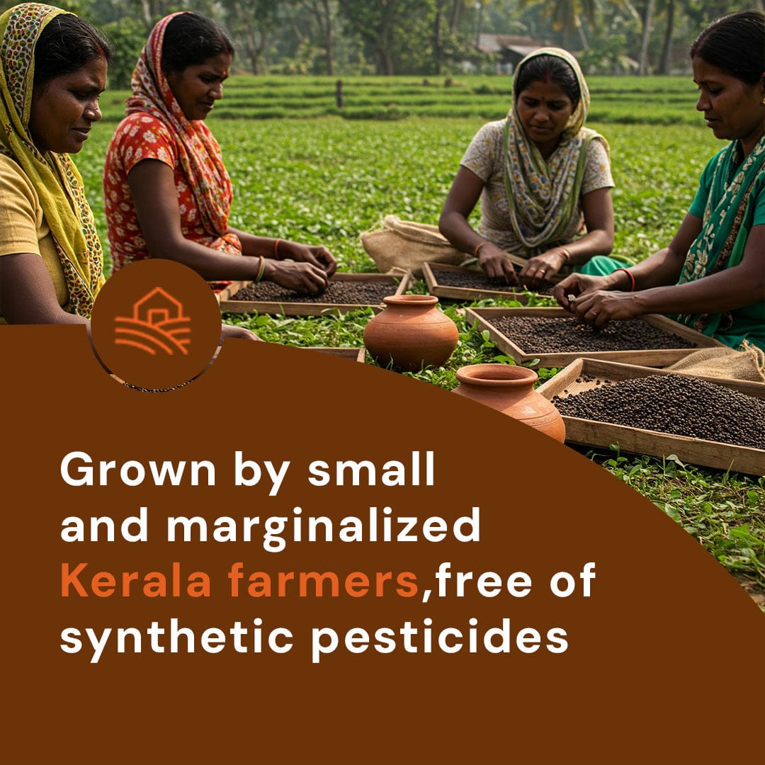 Safe Harvest black pepper grown by small marginalized Kerala farmers - free from synthetic pesticides, hand-picked and sun-dried.