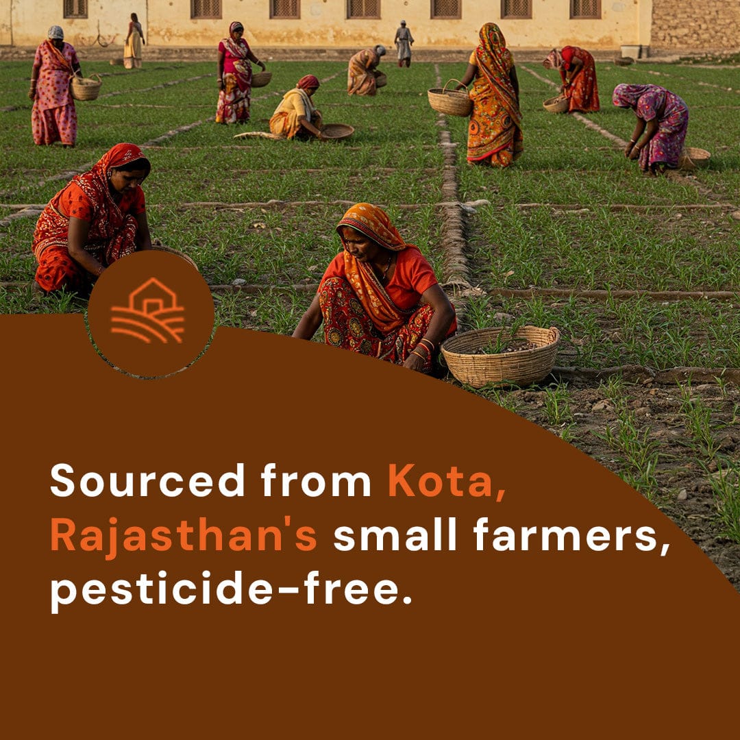 Safe Harvest Carom Seeds sourced from Kota Rajasthan small farmers, pesticide-free.