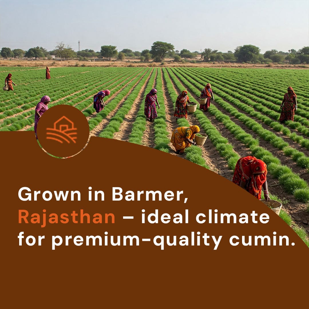 Safe Harvest whole cumin grown in Barmer Rajasthan - ideal climate for premium quality jeera, pesticide-free farming