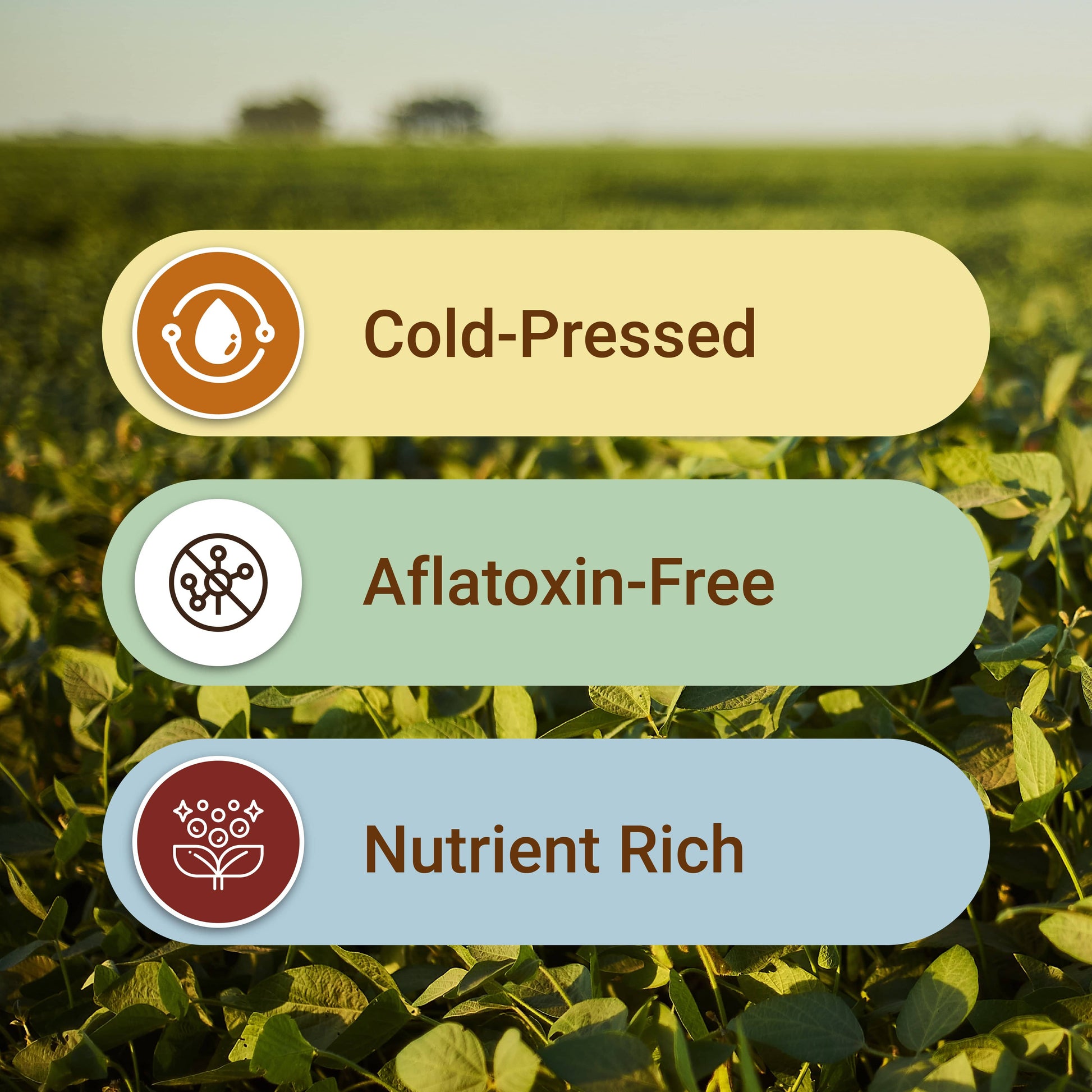Safe Harvest groundnut oil benefits — cold-pressed, aflatoxin-free, nutrient rich unrefined peanut oil.