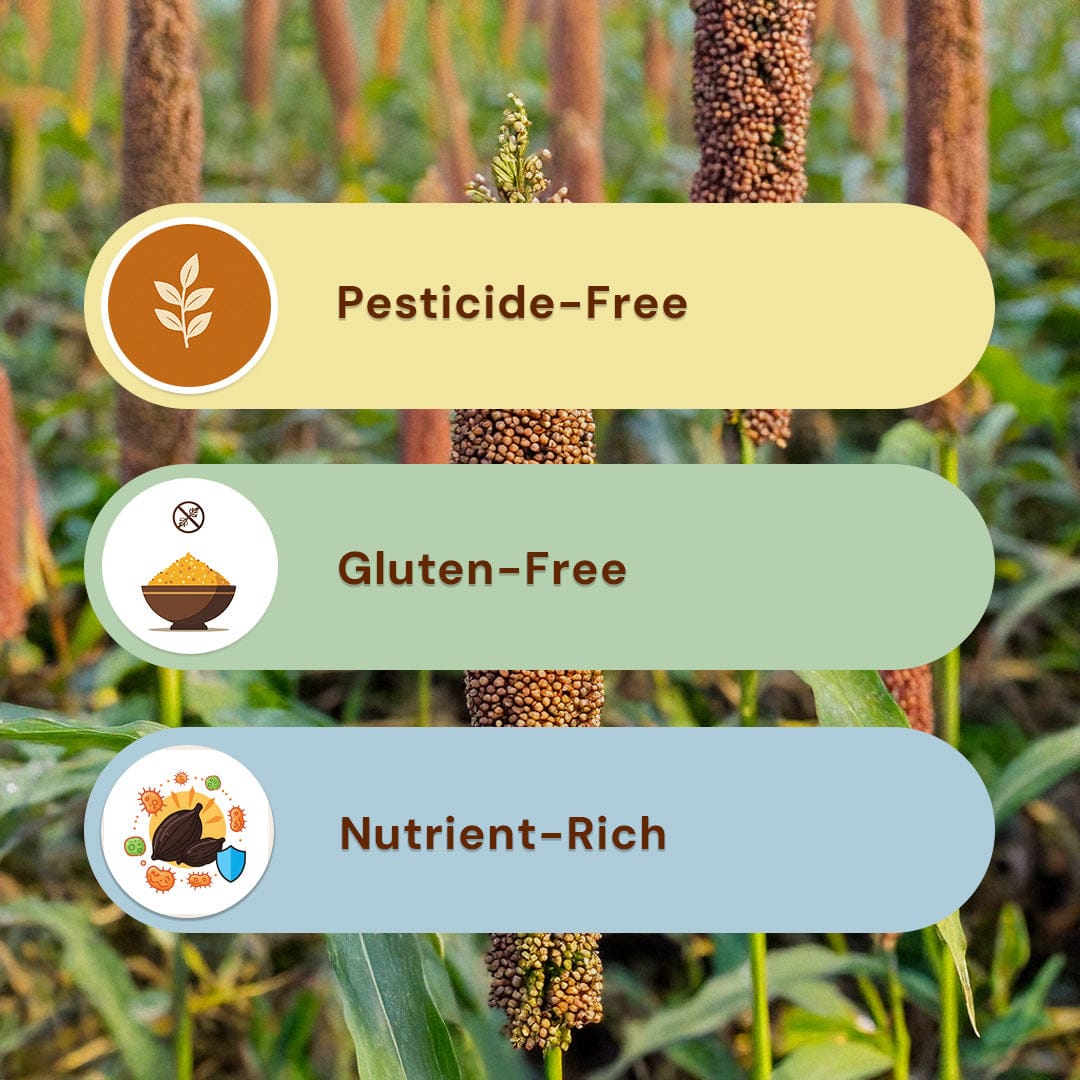 Safe Harvest Kodo Millet Rice benefits - pesticide-free, gluten-free, nutrient-rich ancient grain