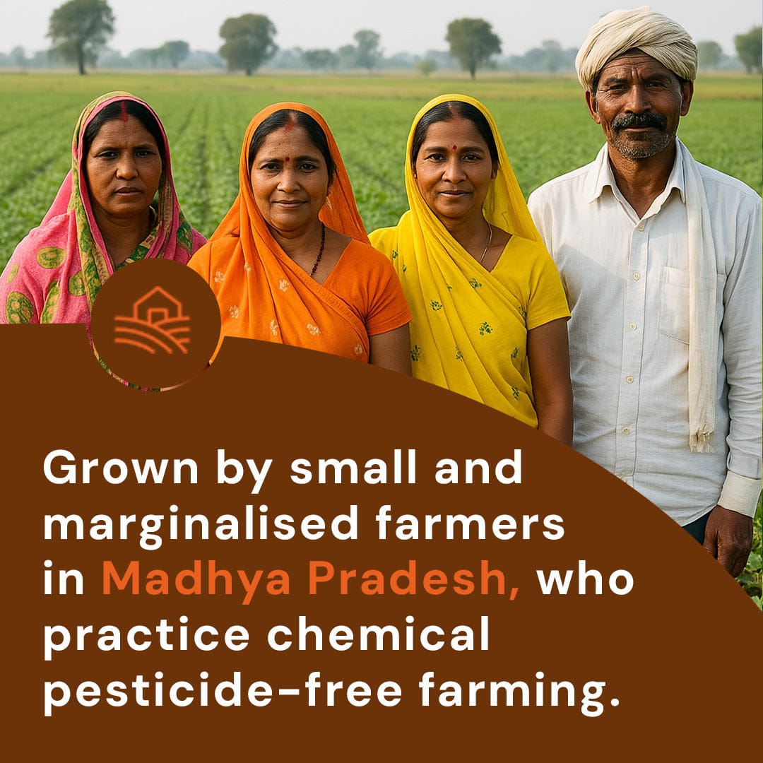 Safe Harvest masoor dal grown by small and marginalised farmers in Madhya Pradesh practicing chemical pesticide-free farming.