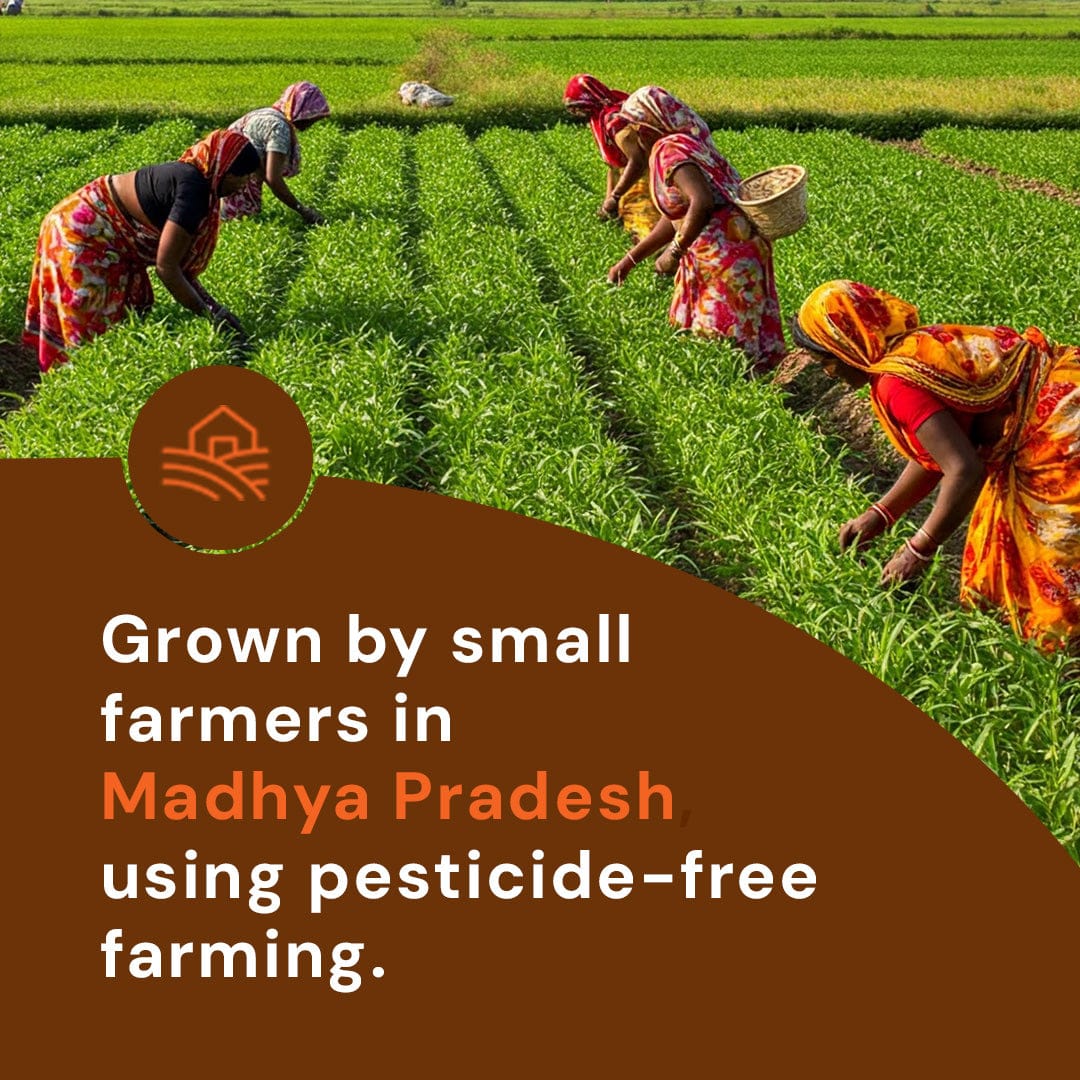 Urad Gota Pesticide-Free