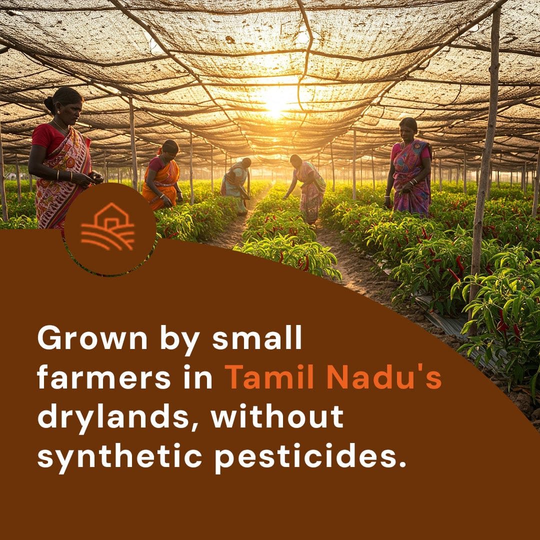 Safe Harvest red chilli grown by small women farmers in Tamil Nadu drylands without synthetic pesticides
